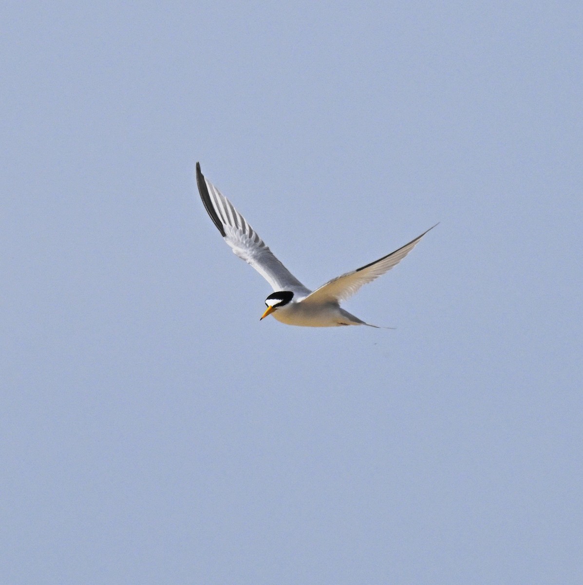 Least Tern - ML620004474