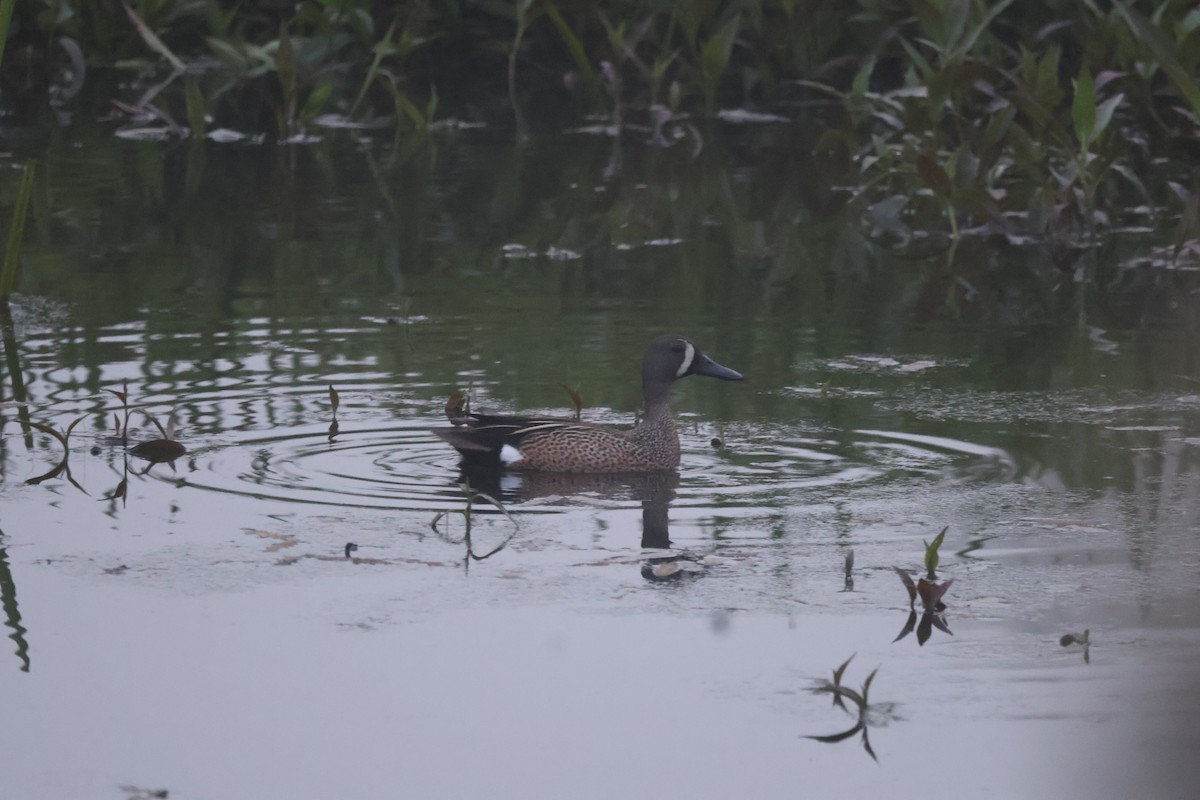 Blue-winged Teal - ML620004476