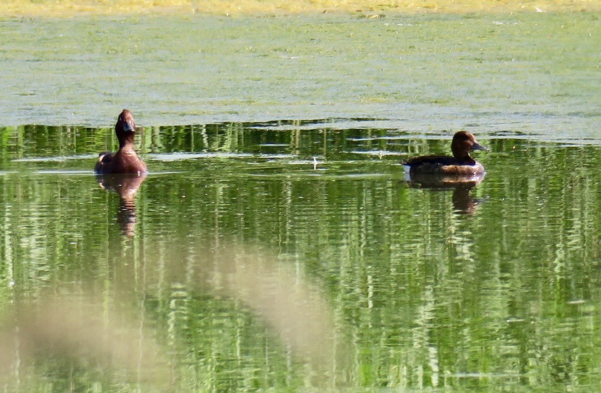 Ferruginous Duck - ML620004480