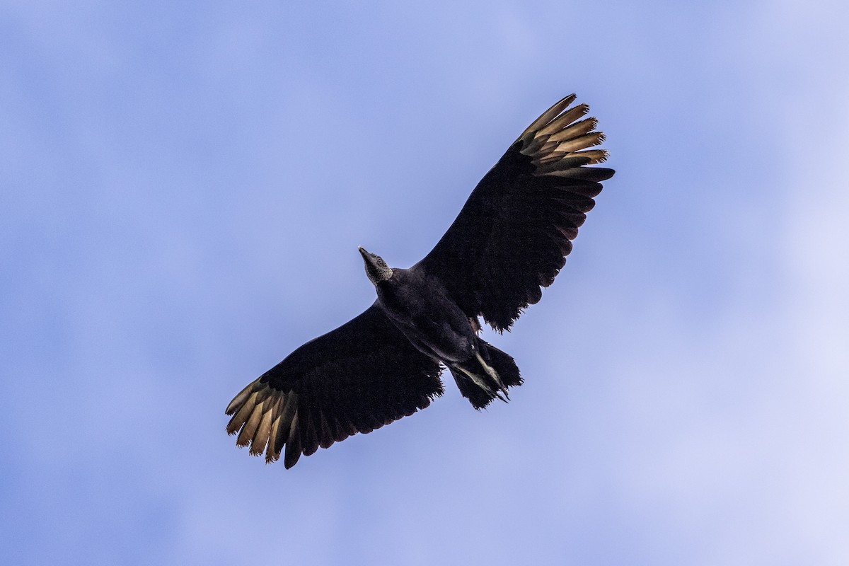 Black Vulture - ML620004485