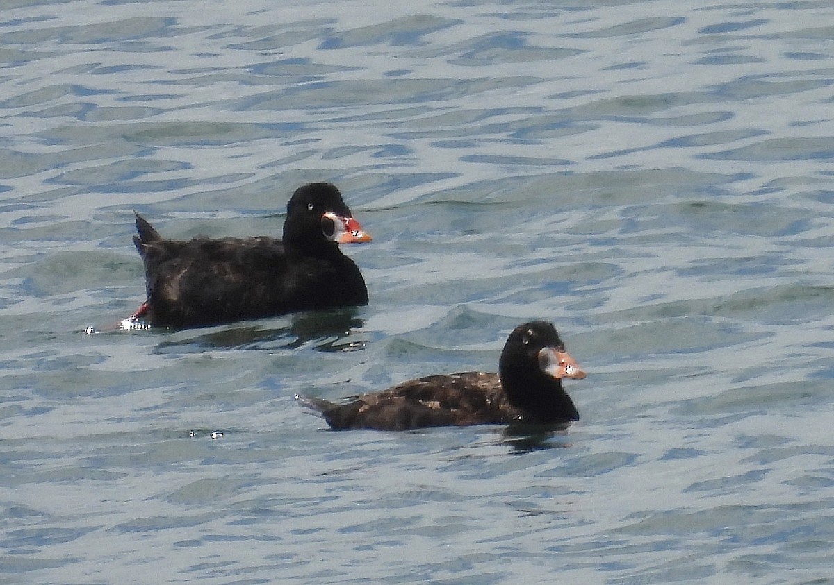 Surf Scoter - ML620004487