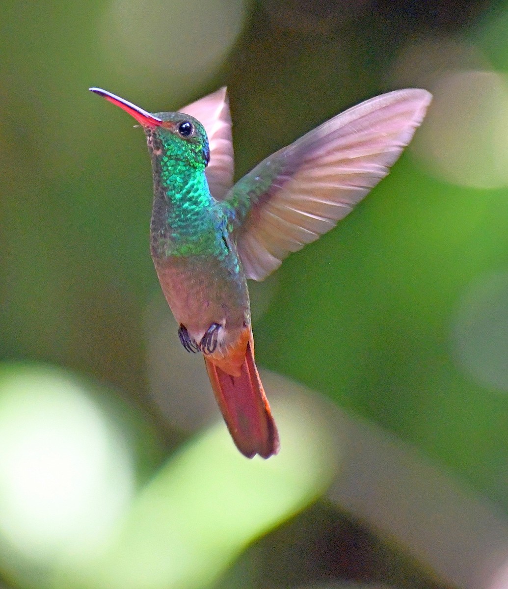 Rufous-tailed Hummingbird - ML620004488