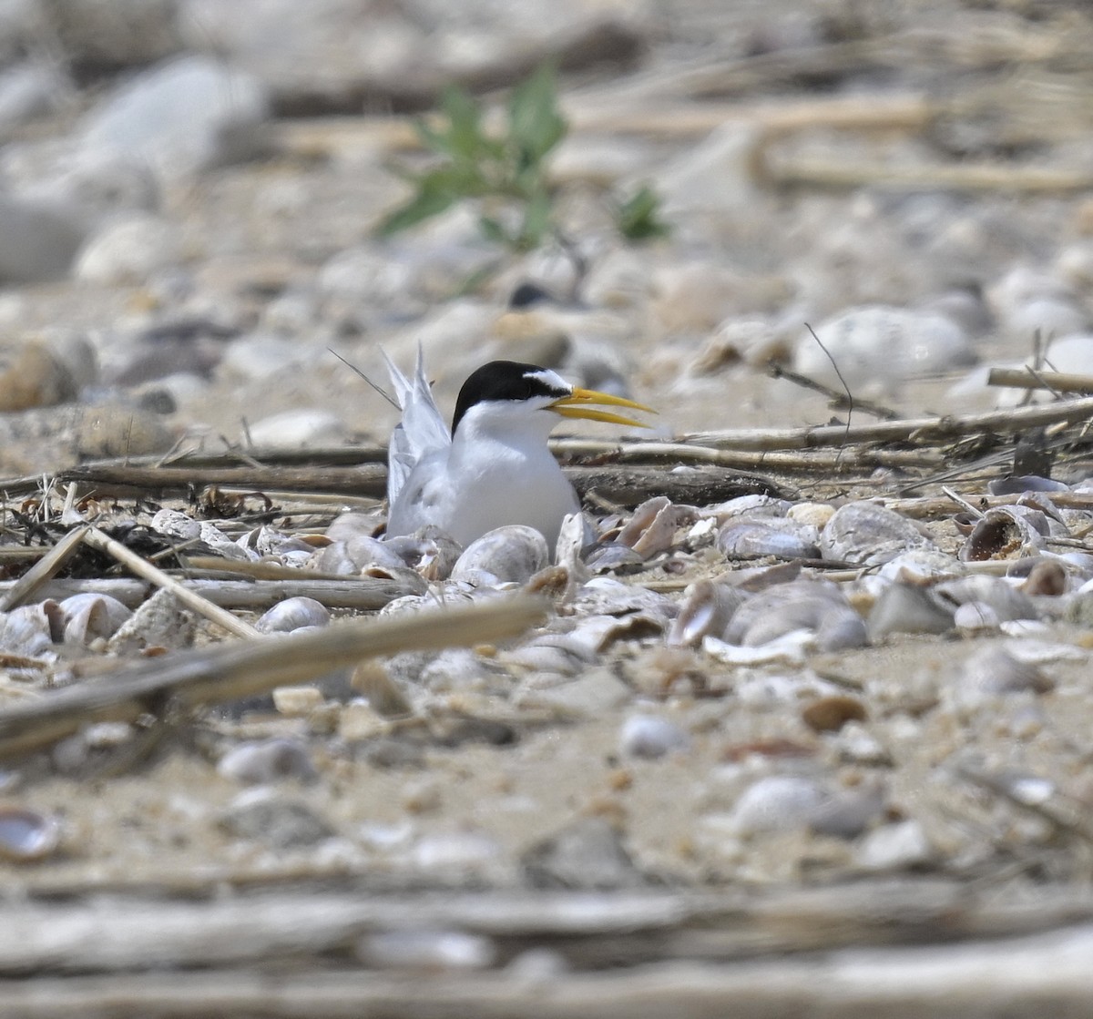 Least Tern - ML620004489