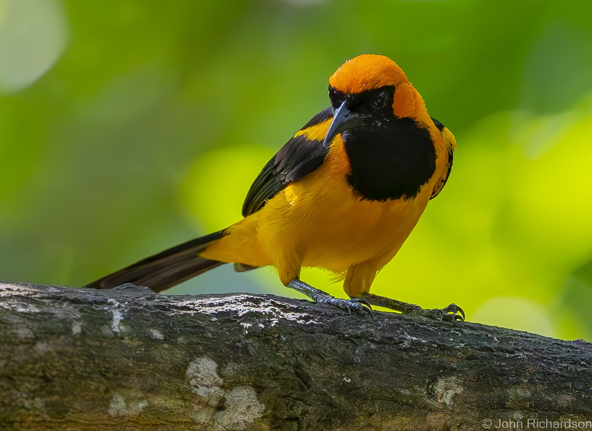 Oriole à tête d'or - ML620004492