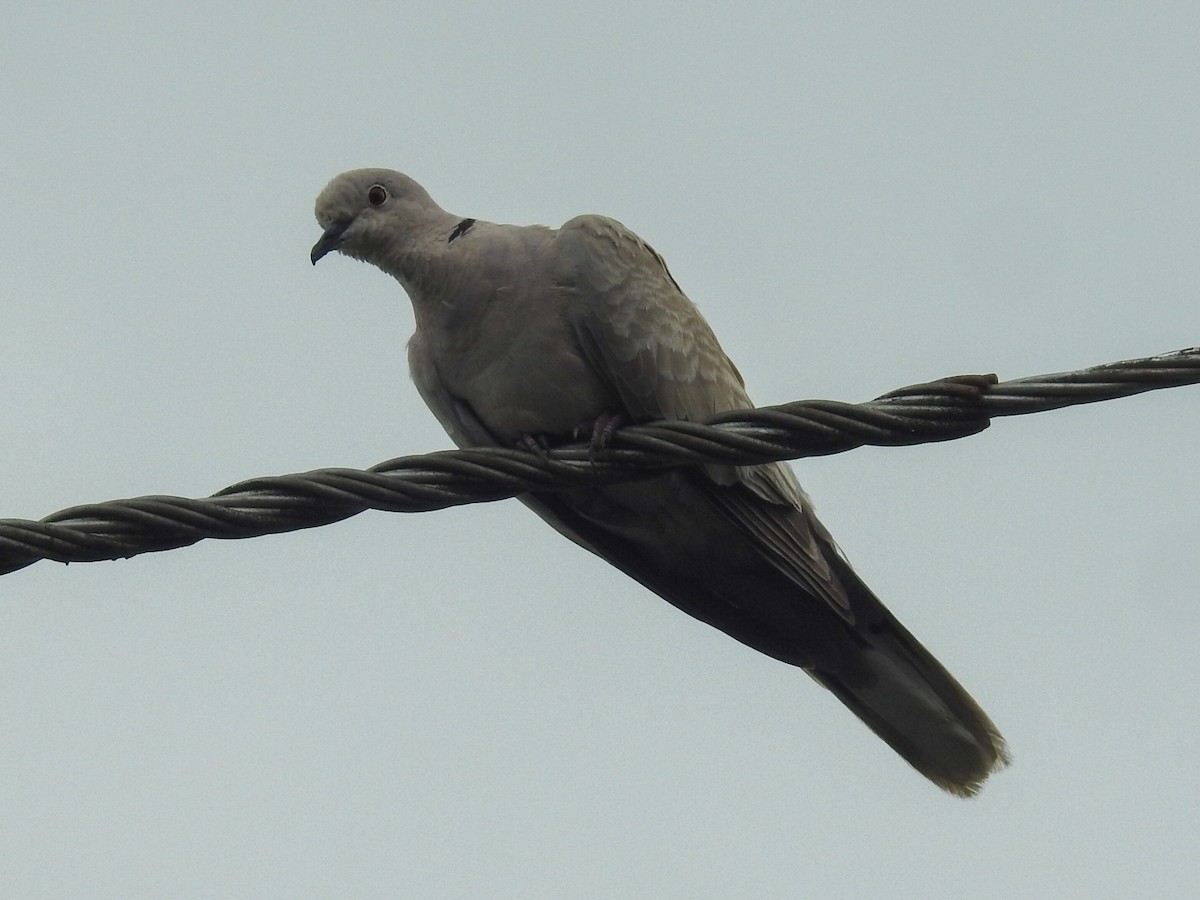 Eurasian Collared-Dove - ML620004507