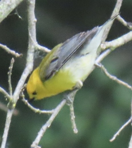 Prothonotary Warbler - ML620004508