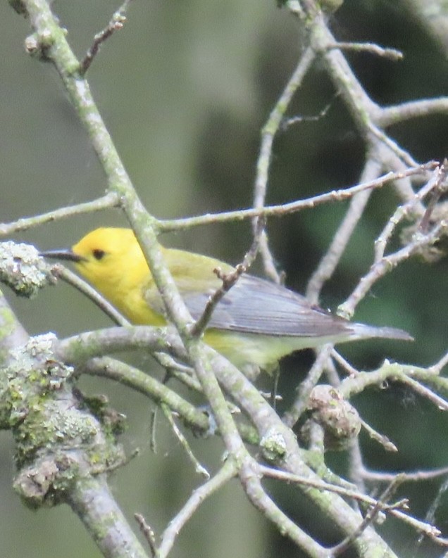 Prothonotary Warbler - ML620004509