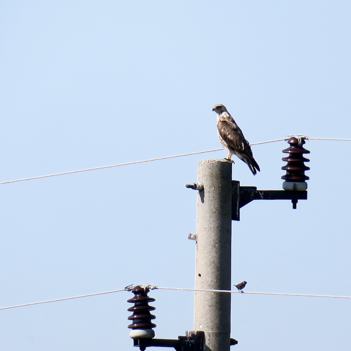 Long-legged Buzzard - ML620004513