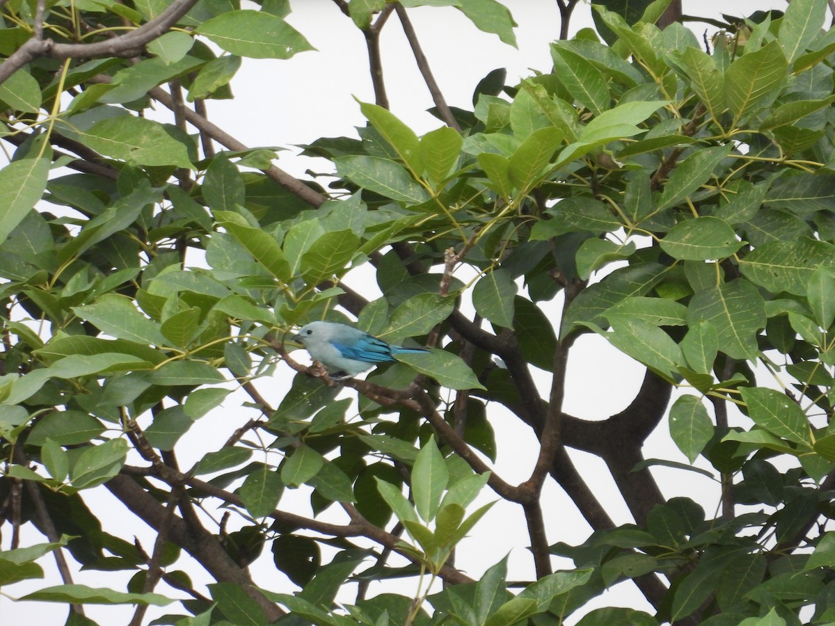 Blue-gray Tanager - ML620004517