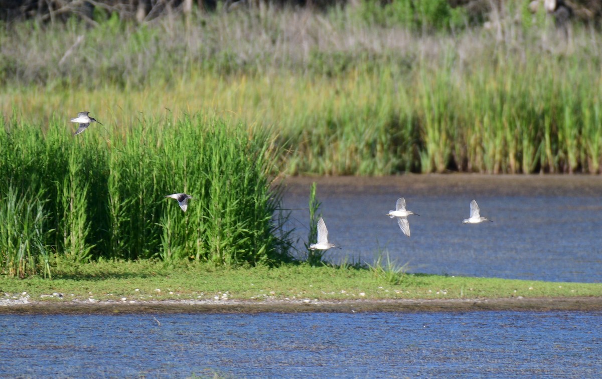 kortnebbekkasinsnipe - ML620004527