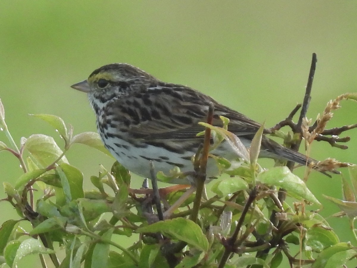 Savannah Sparrow - ML620004531