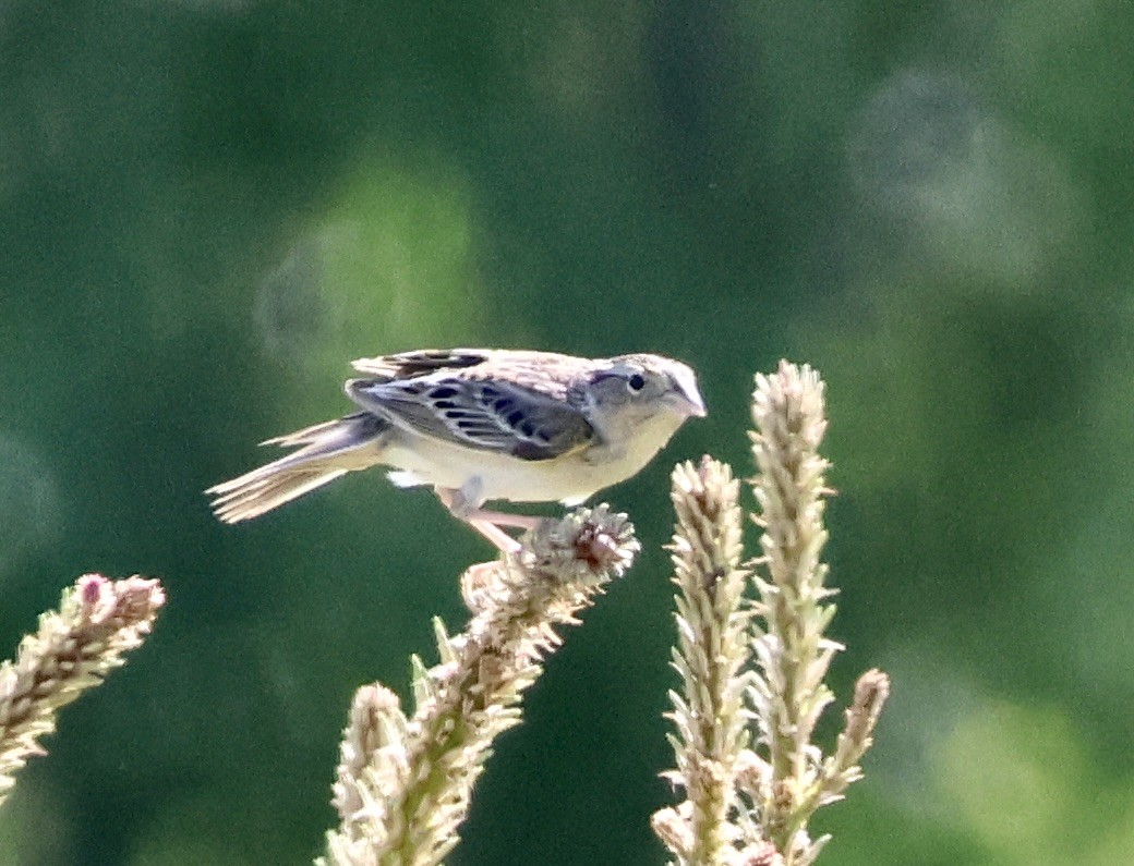 Grasshopper Sparrow - ML620004537