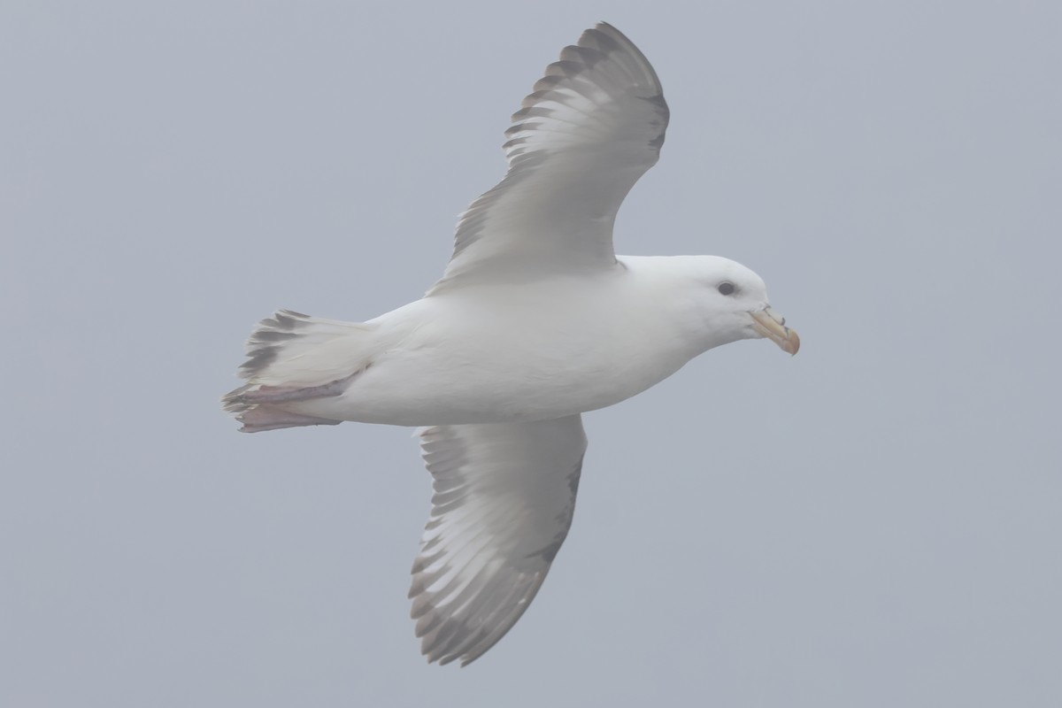 Northern Fulmar (Pacific) - ML620004546