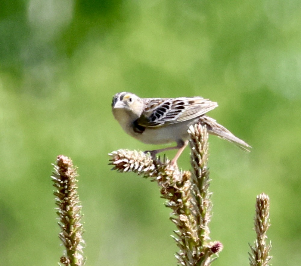 Grasshopper Sparrow - ML620004547