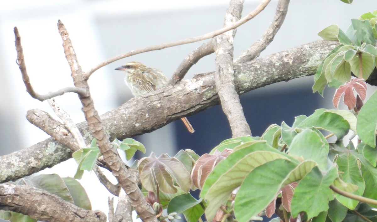 Streaked Flycatcher - ML620004548