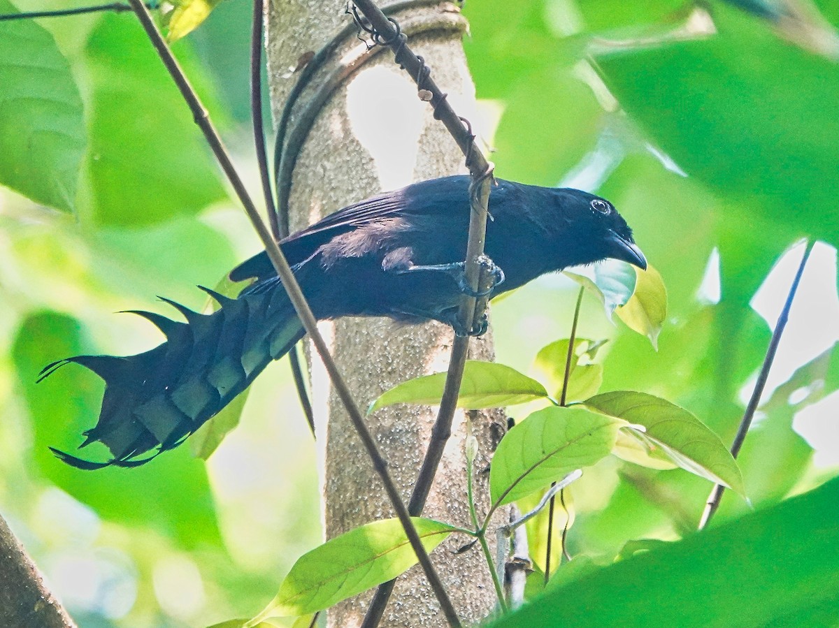 Ratchet-tailed Treepie - ML620004550