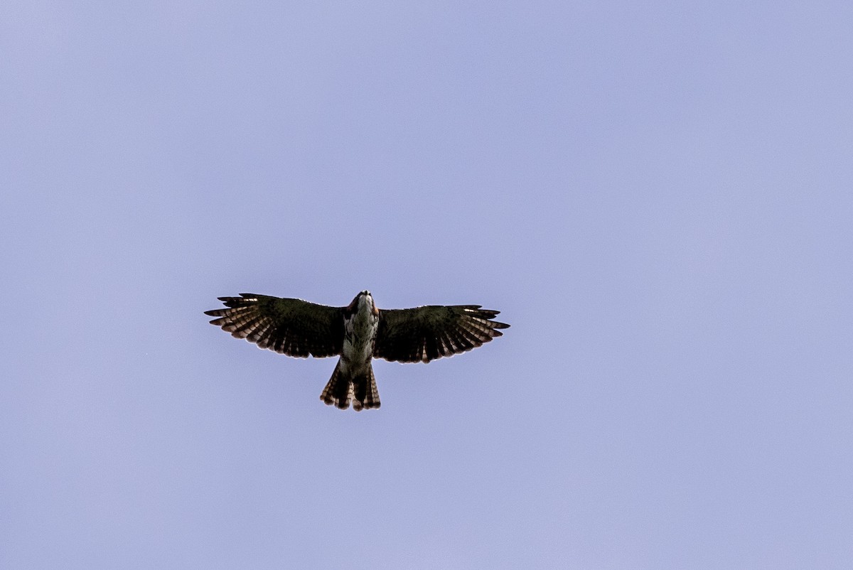 Short-tailed Hawk - ML620004551