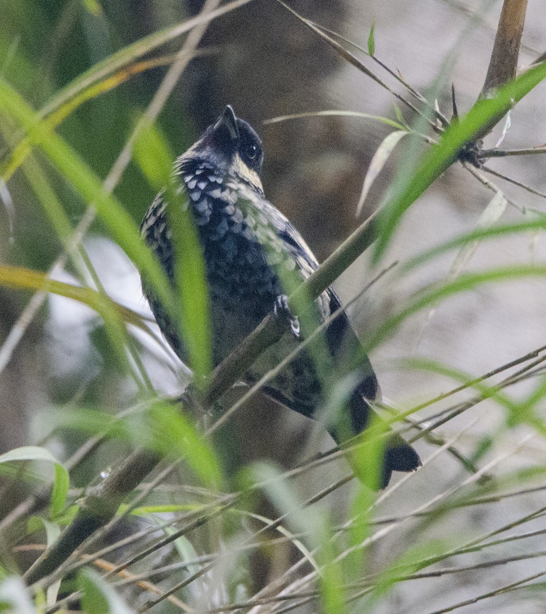 Beryl-spangled Tanager - ML620004557