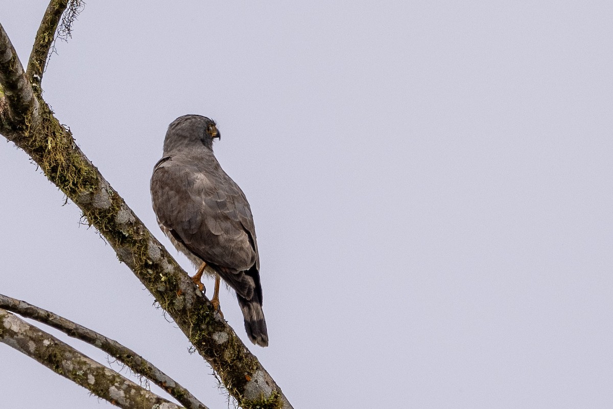 Roadside Hawk - ML620004561