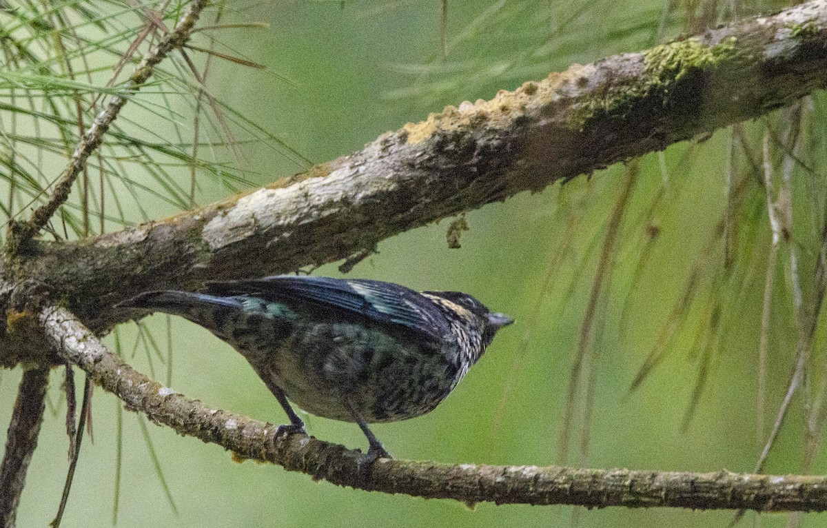 Beryl-spangled Tanager - ML620004565