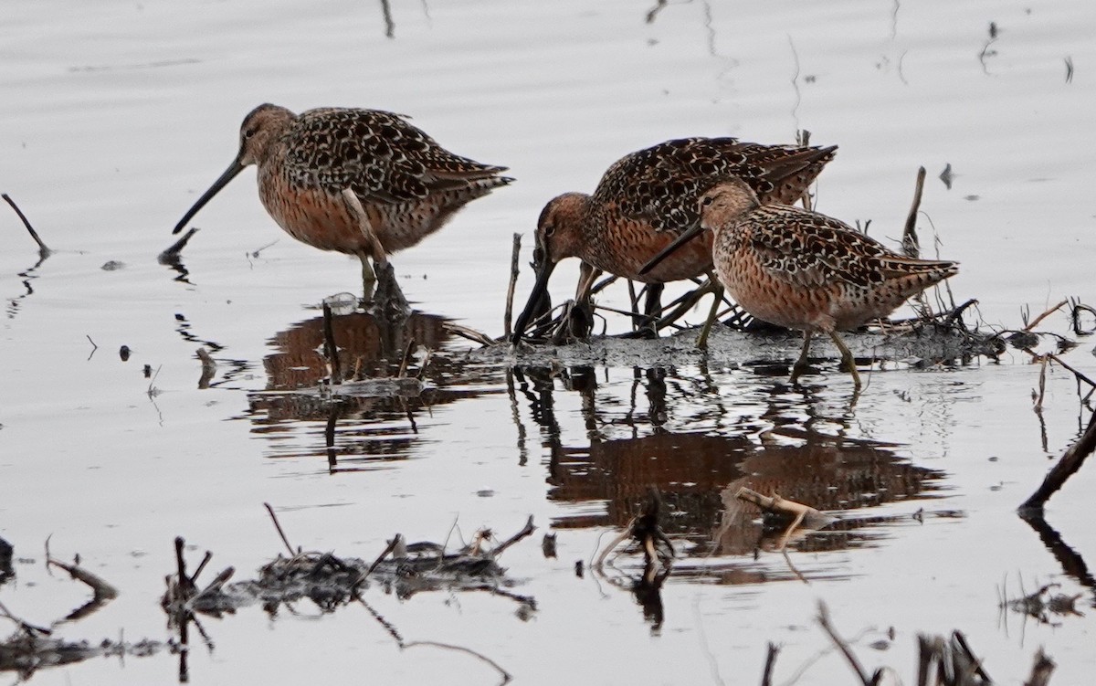 Long-billed Dowitcher - ML620004572
