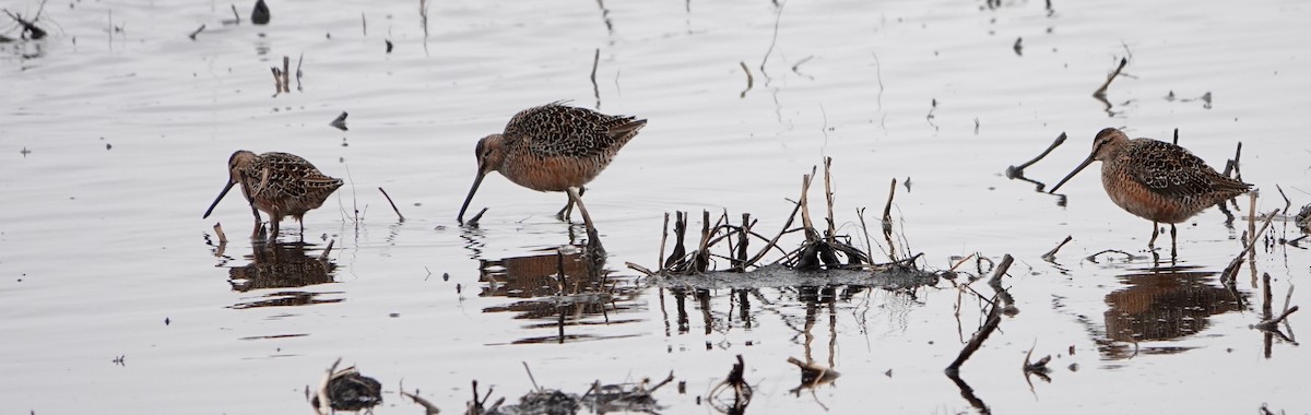 Long-billed Dowitcher - ML620004573