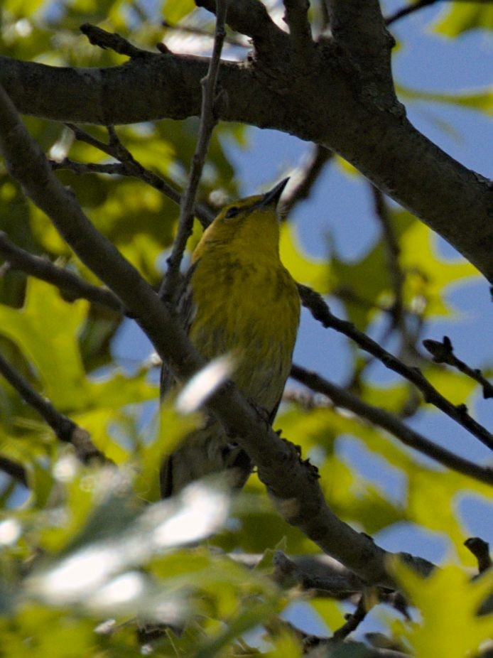 Pine Warbler - ML620004577