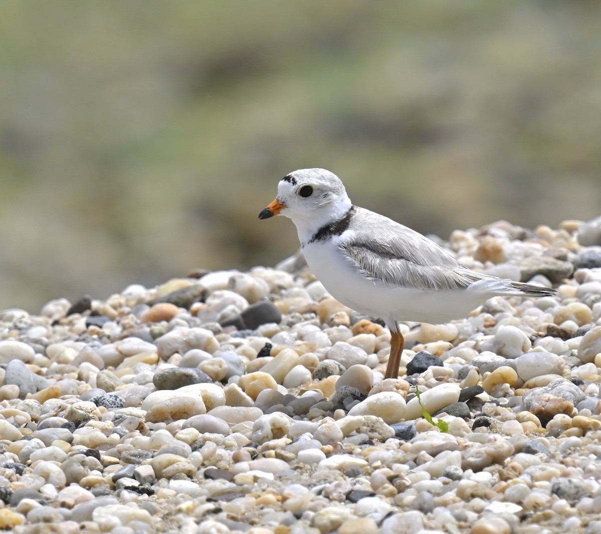 Piping Plover - ML620004578