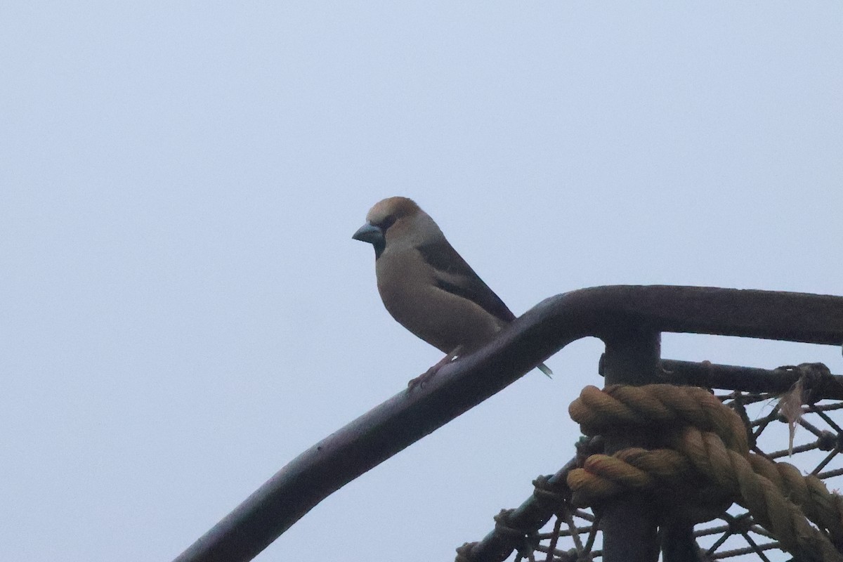 Hawfinch - ML620004580