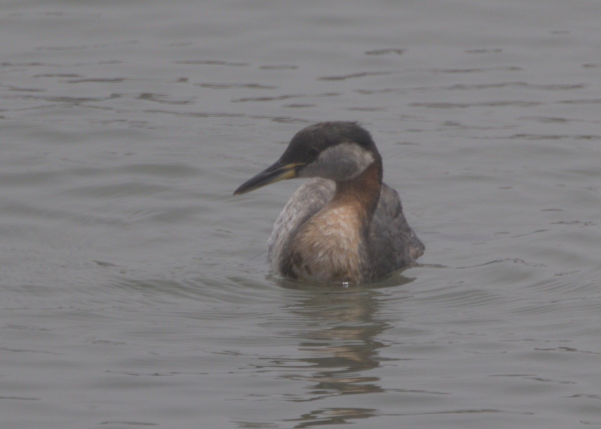 Red-necked Grebe - ML620004586