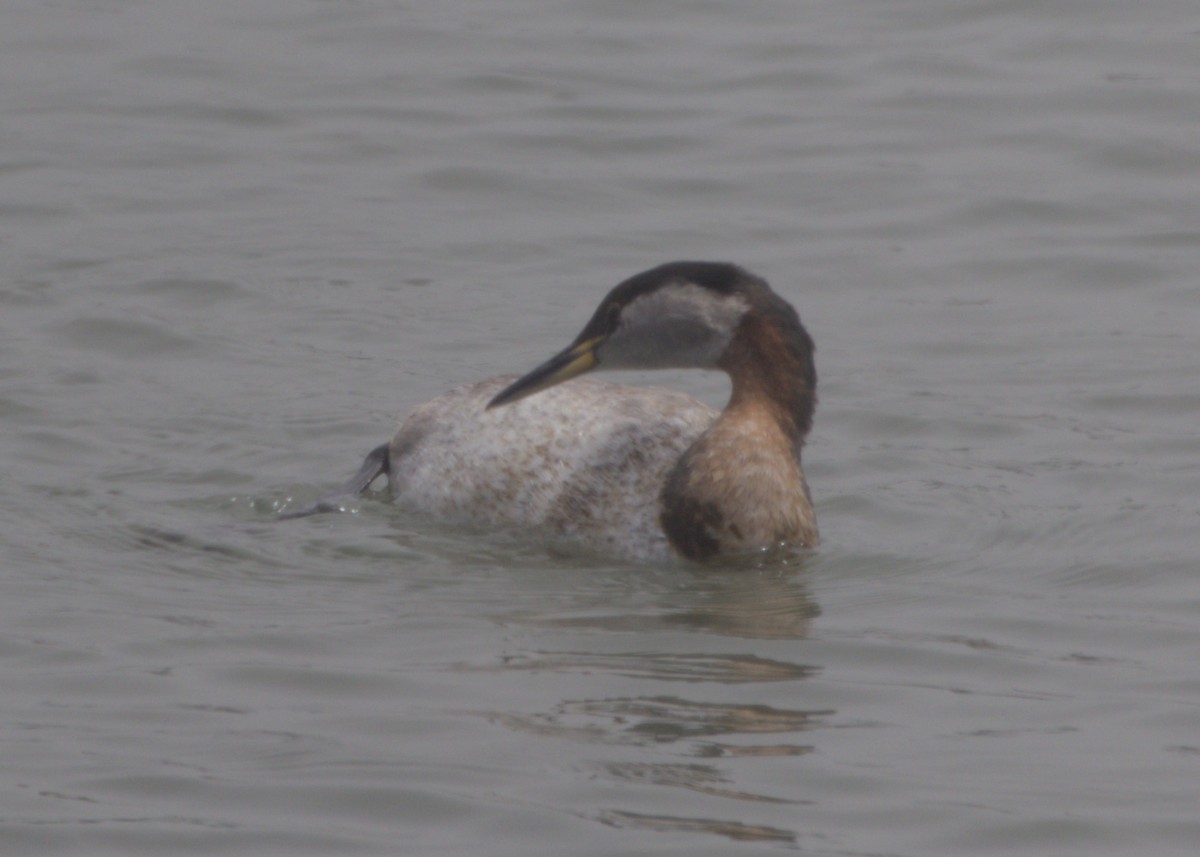 Red-necked Grebe - ML620004587