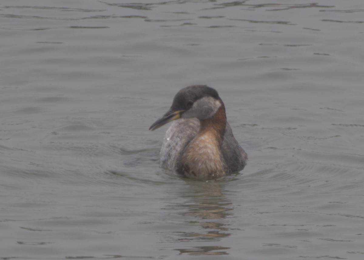 Red-necked Grebe - ML620004588
