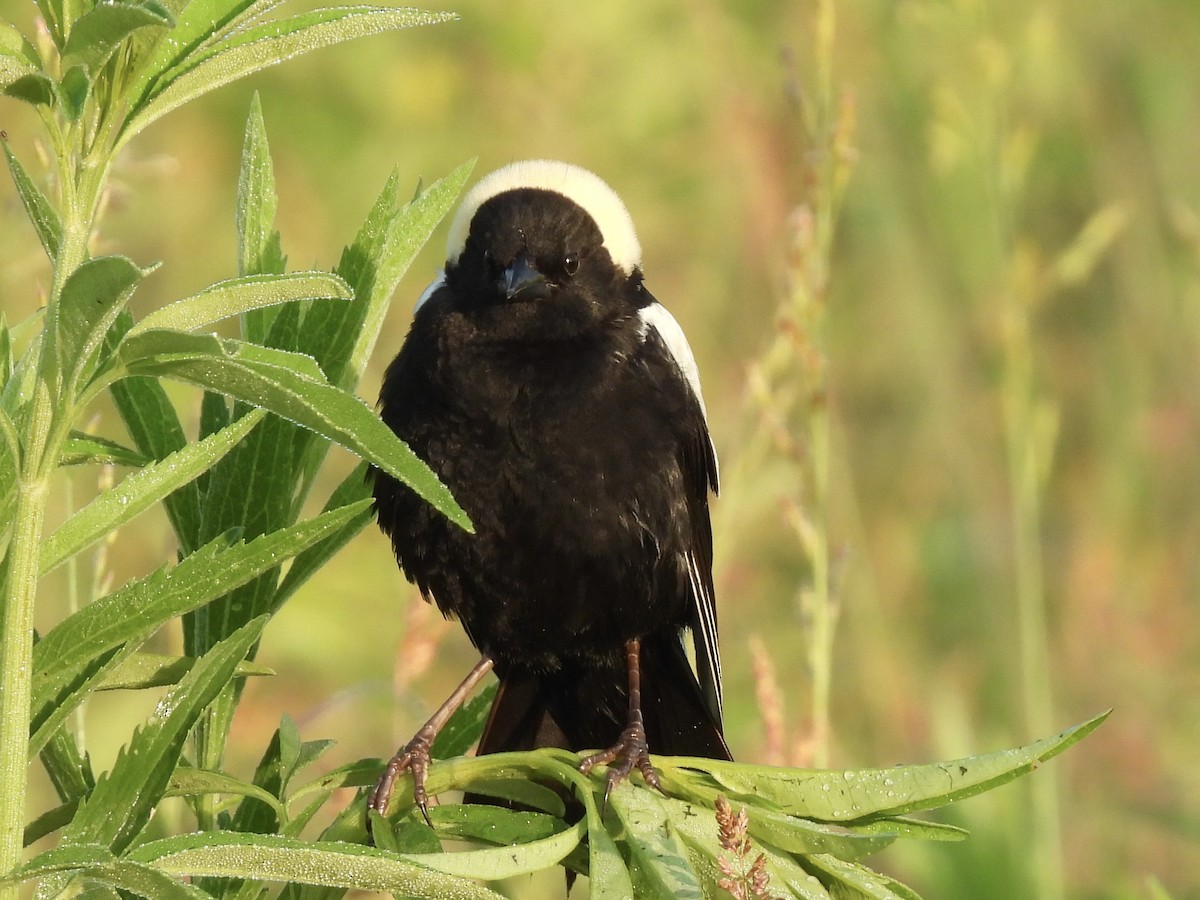 bobolink americký - ML620004591