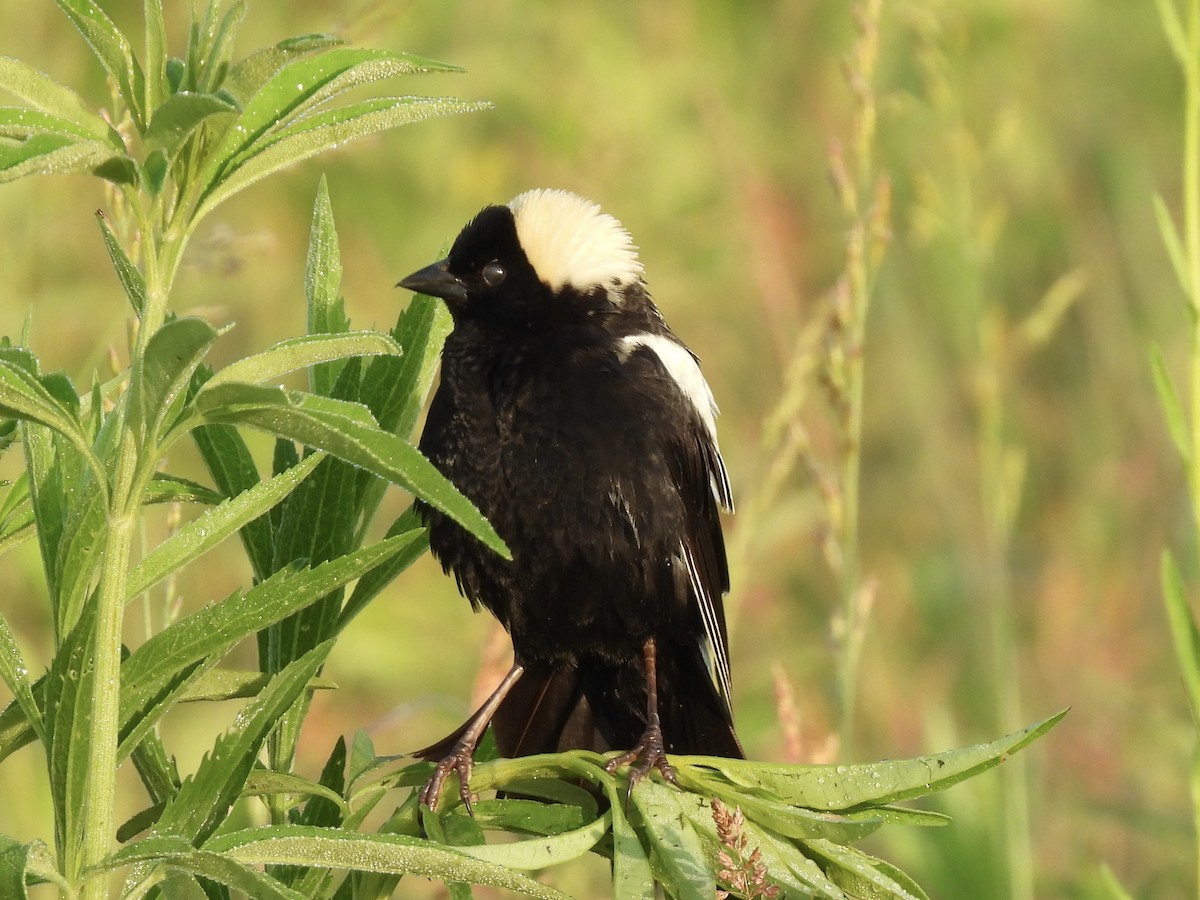 bobolink americký - ML620004593