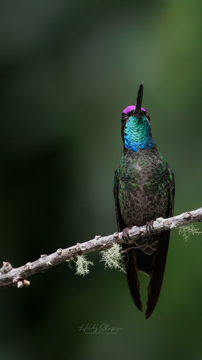 Talamanca Hummingbird - ML620004596