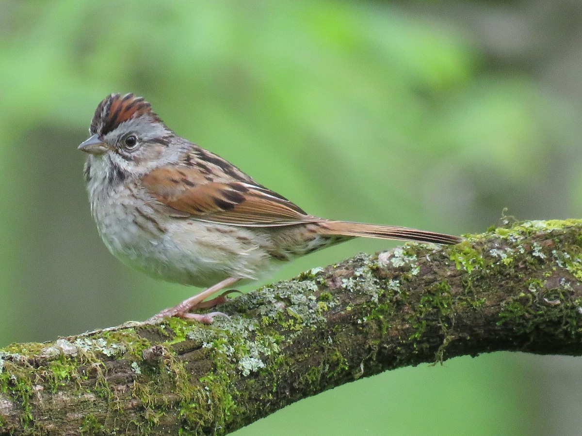 Swamp Sparrow - ML620004600