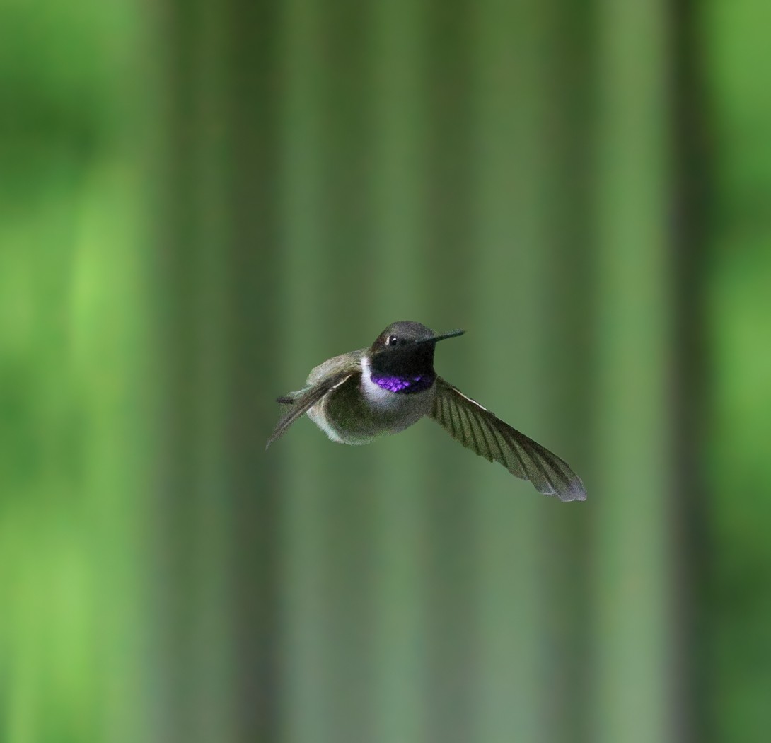 Black-chinned Hummingbird - ML620004613