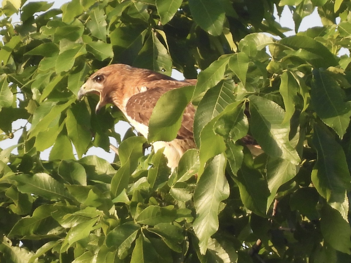 Buse à queue rousse - ML620004615