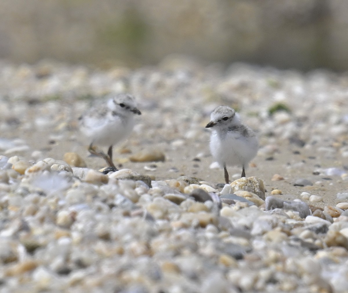 Piping Plover - ML620004616