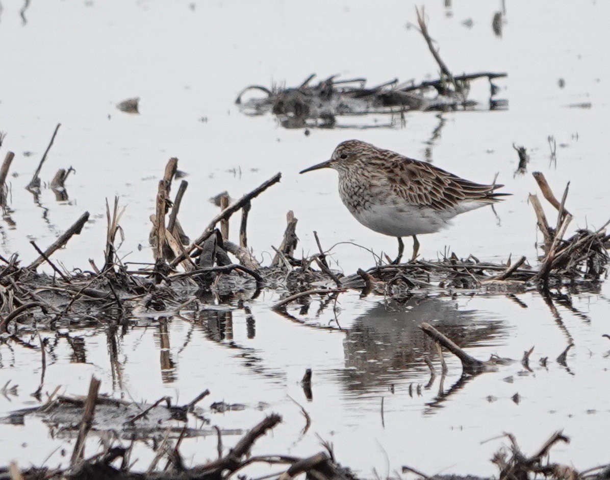 Pectoral Sandpiper - ML620004630