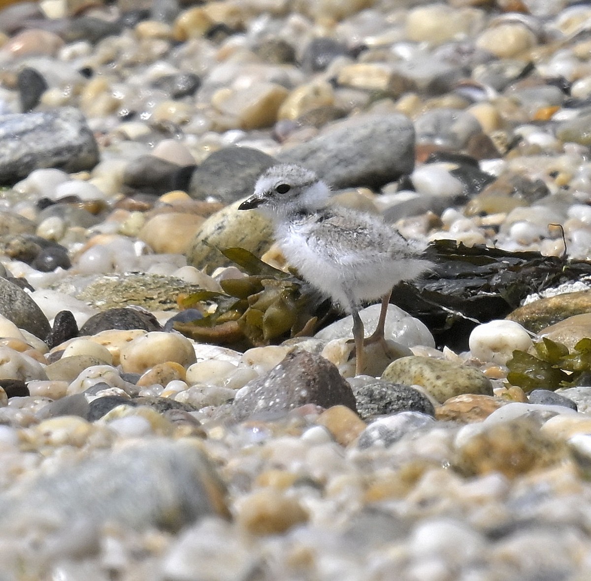 Piping Plover - ML620004631