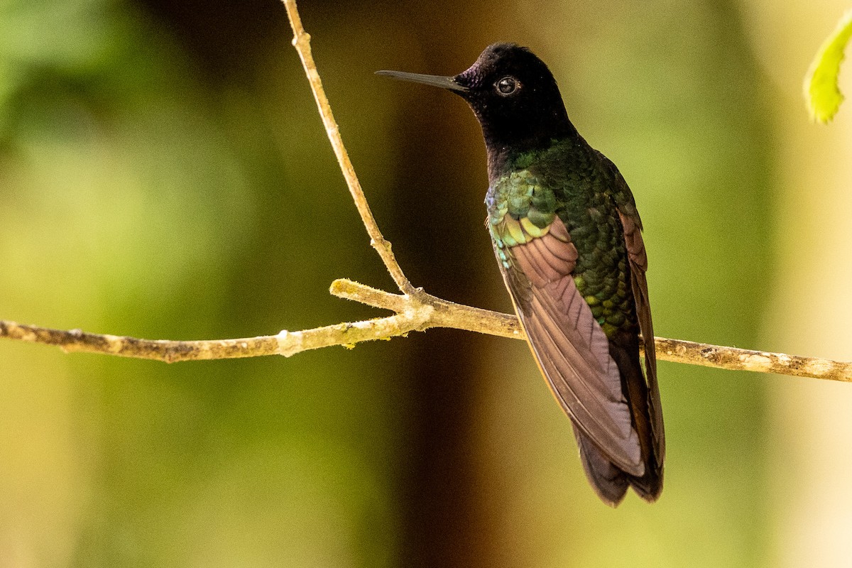 Colibrí Sietecolores - ML620004632