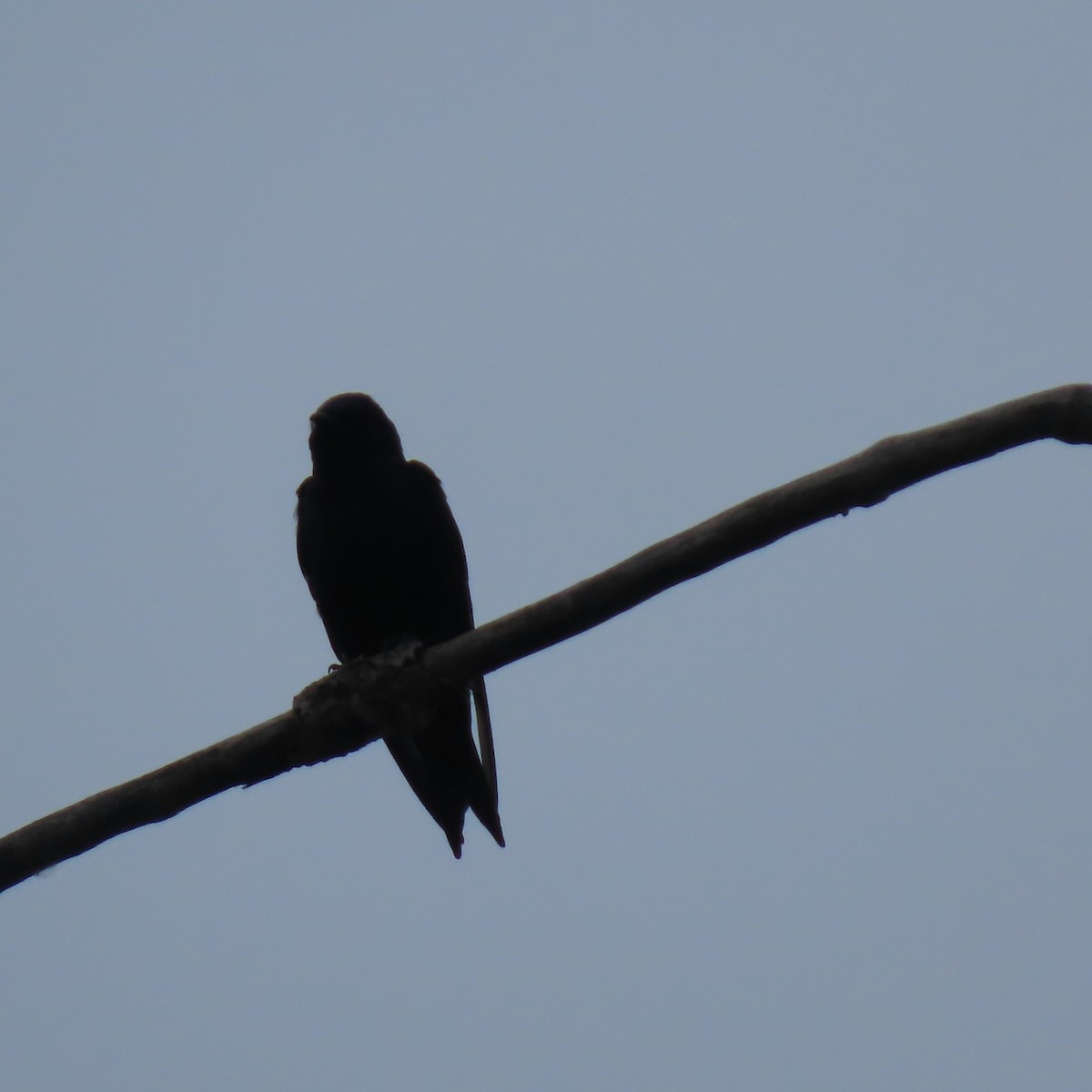 Purple Martin - ML620004634