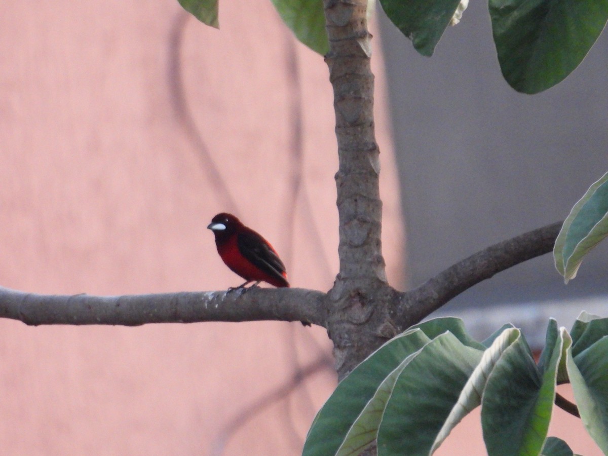 Crimson-backed Tanager - ML620004640