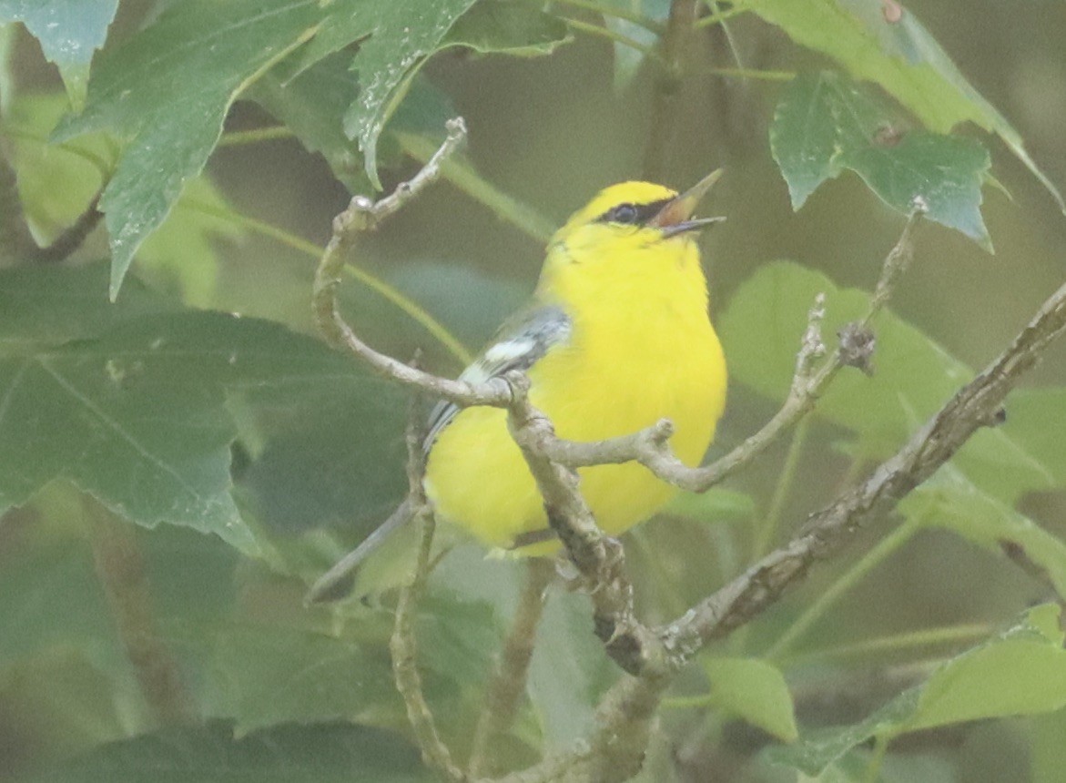 Blue-winged Warbler - ML620004642