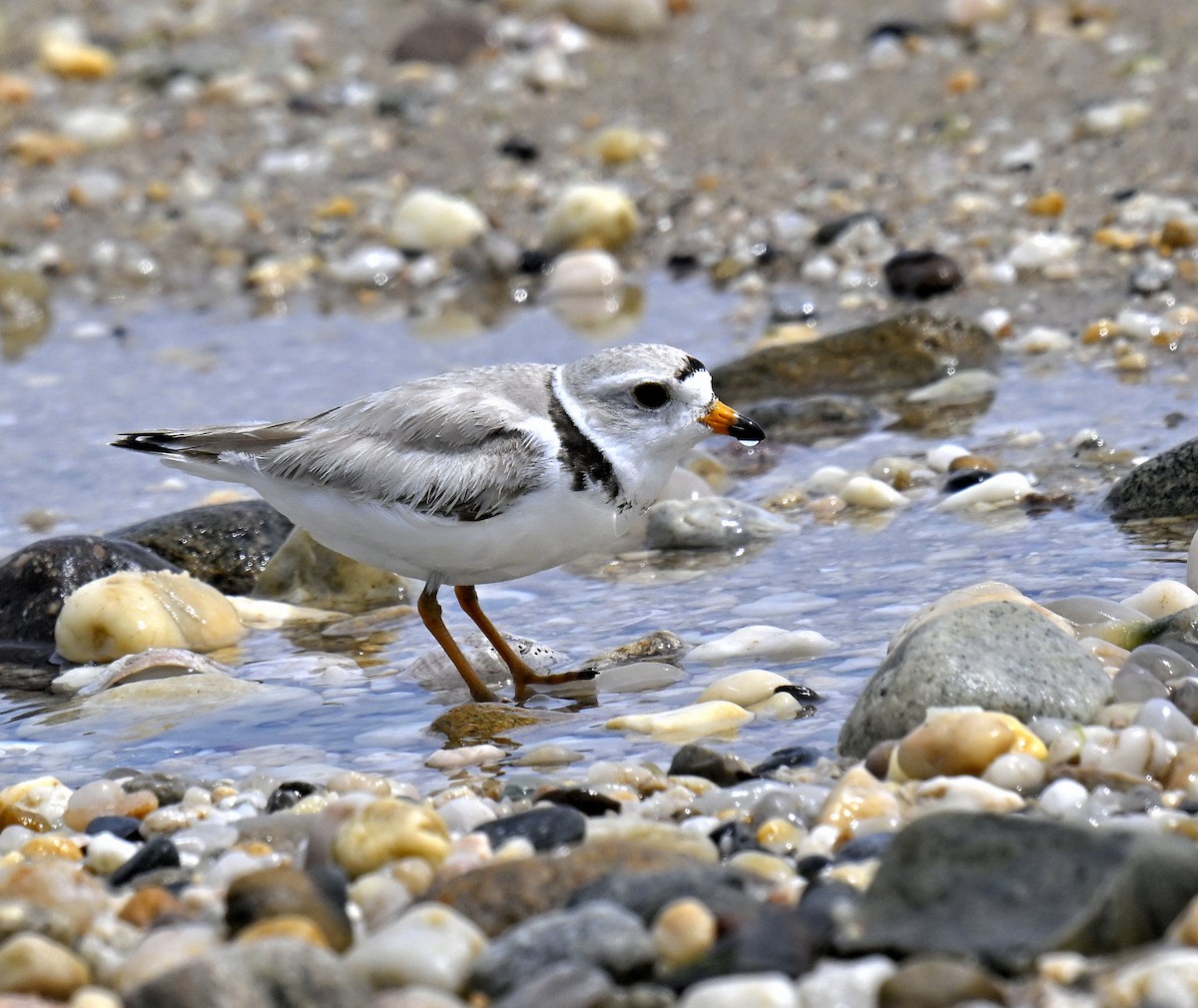 Piping Plover - ML620004646