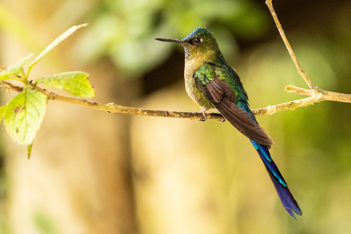 Violet-tailed Sylph - ML620004648