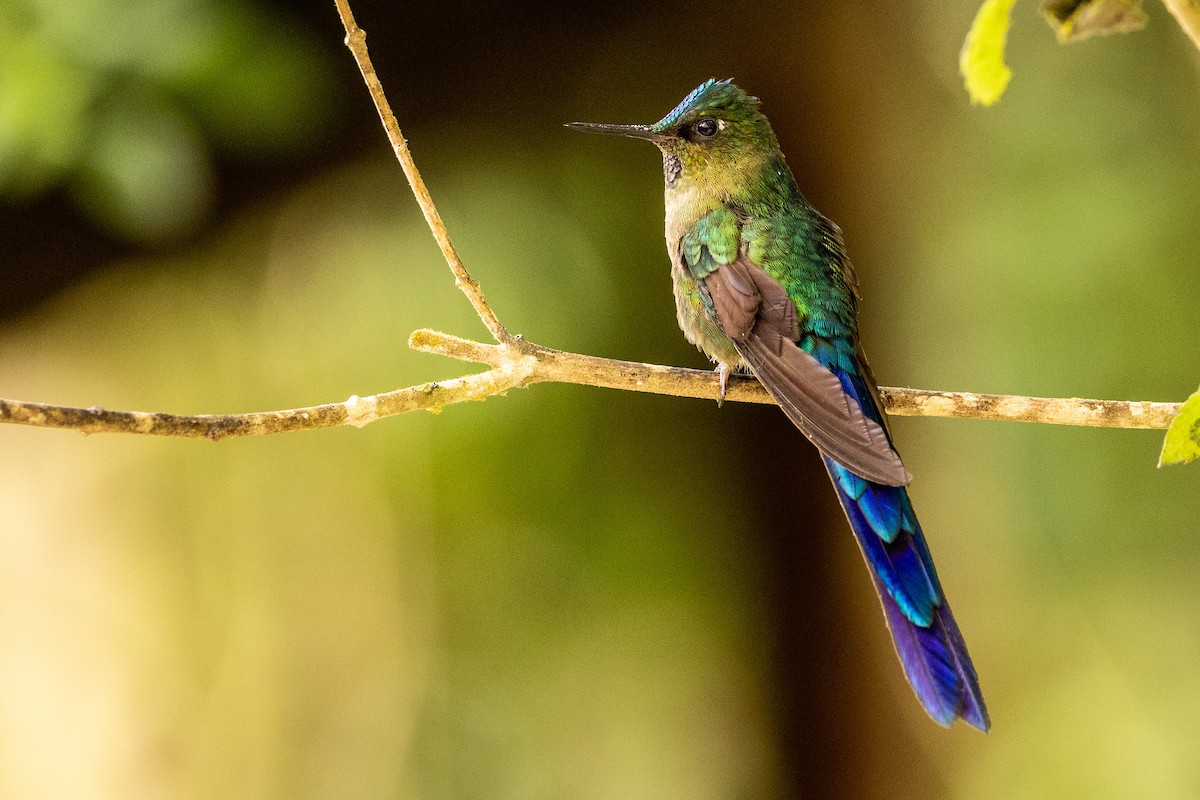 Violet-tailed Sylph - ML620004649