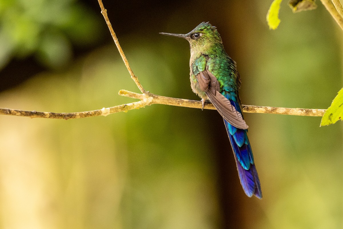 Violet-tailed Sylph - ML620004650