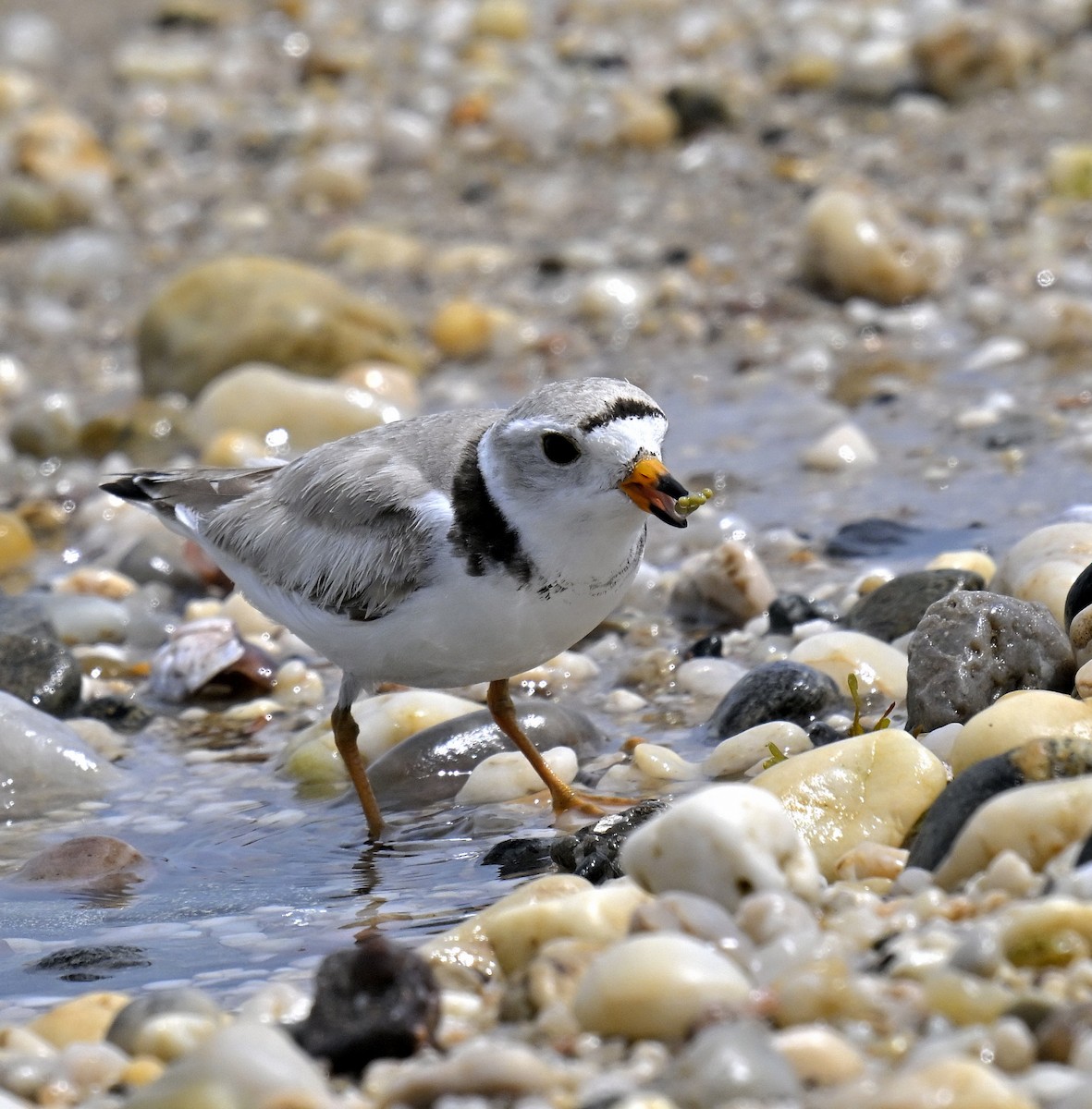 Piping Plover - ML620004651